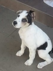 Patches as a puppy