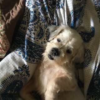 Lambo - Shih Tzu Mix Dog