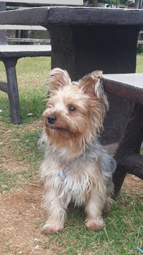 Sparky - Australian Terrier + Silky Terrier Dog