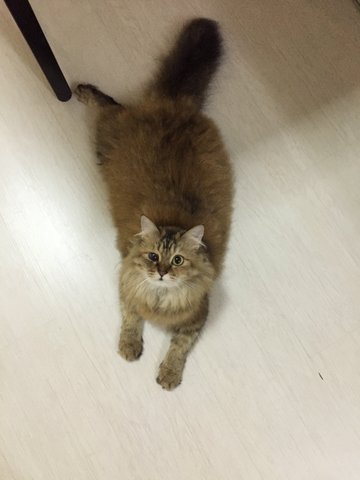 Cik Kembang - Domestic Long Hair Cat