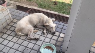 No Name - White German Shepherd Dog