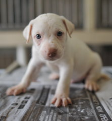 White Male A - ADOPTED!