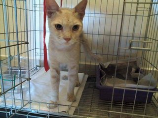 Chappie - Tabby + Domestic Short Hair Cat