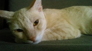 Chappie - Tabby + Domestic Short Hair Cat