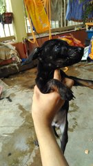 Black Baby - Mixed Breed Dog