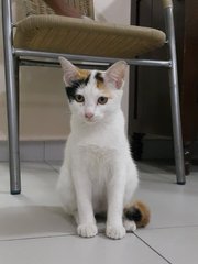 Katty (Video) - Domestic Short Hair Cat