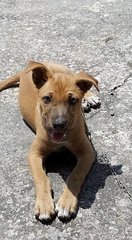 Little B (Male) - Mixed Breed Dog