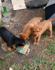Kuchai Lama Pups - Labrador Retriever Mix Dog