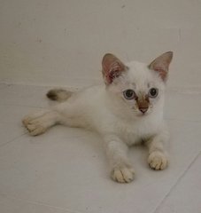 Nikki - Domestic Short Hair Cat