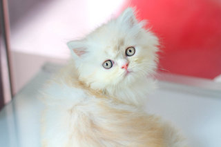 Yuta - Persian Cat