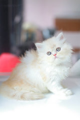 Yuta - Persian Cat