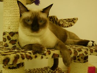 Chook Chook (Urgent Adoption) - Siamese Cat