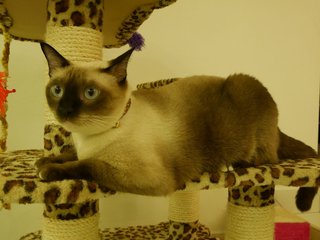 Chook Chook (Urgent Adoption) - Siamese Cat