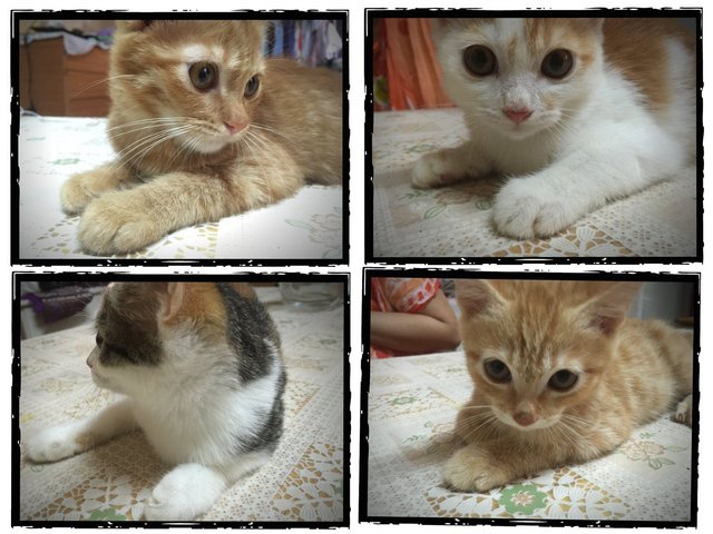 4 Kittens :3 - Persian + Oriental Tabby Cat