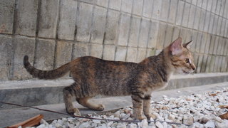 Bimba - Domestic Short Hair Cat