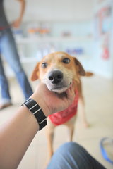 Heidi - Loves People! - Mixed Breed Dog