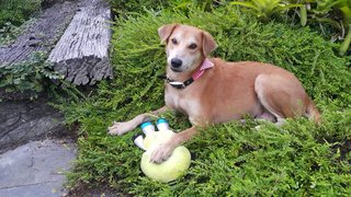 Heidi enjoying her toy