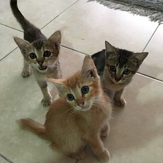 Imran, Aisyah, Radhiyah - Tabby Cat