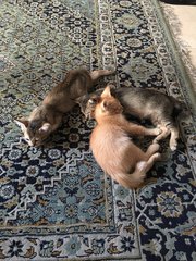 Imran, Aisyah, Radhiyah - Tabby Cat