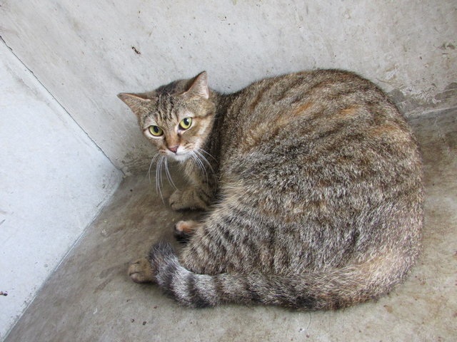 64583 (C4) - Domestic Short Hair Cat