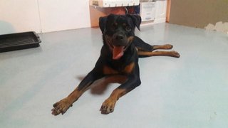 Lukmi - Rottweiler Dog