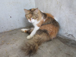 64985 (C4) - Domestic Long Hair Cat