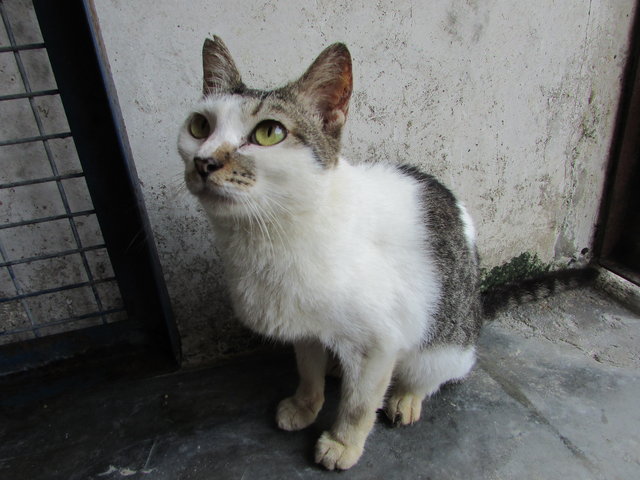 64148 (C4) - Domestic Short Hair Cat