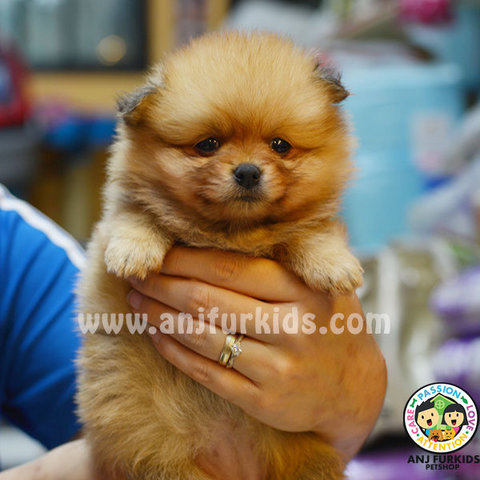 Quality Pom2eranian Puppies - Pomeranian Dog