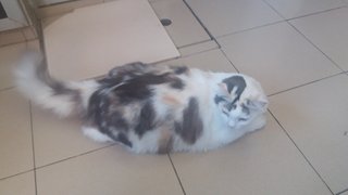 Cici - Domestic Medium Hair Cat