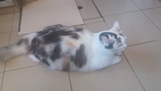 Cici - Domestic Medium Hair Cat