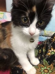 Cici - Domestic Medium Hair + Persian Cat