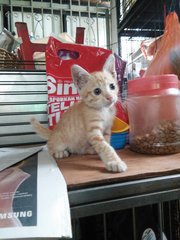 Tinkie - Domestic Short Hair Cat