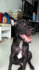 Max - Black Labrador Mix - Mixed Breed Dog