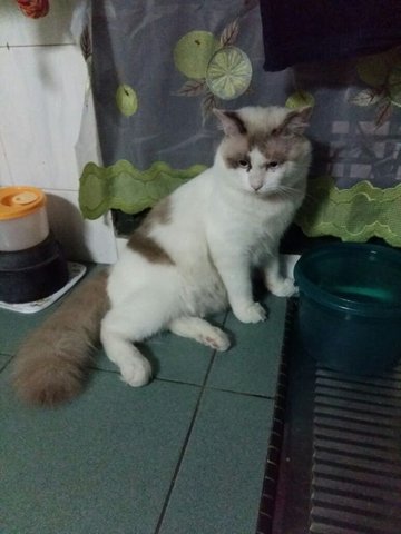 Niki - Ragdoll Cat
