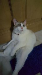 Niki - Ragdoll Cat