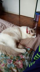 Niki - Ragdoll Cat