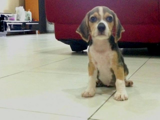 Beagle Tricolor From Champ Line - Beagle Dog