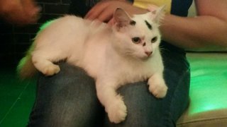 Starry - Domestic Long Hair Cat