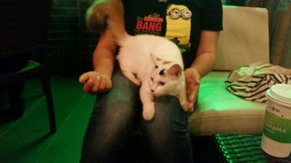 Starry - Domestic Long Hair Cat
