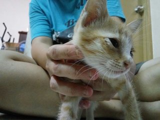 Ginger - Domestic Short Hair Cat