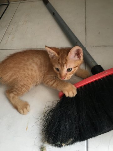 Smokey & Fred - Domestic Medium Hair Cat