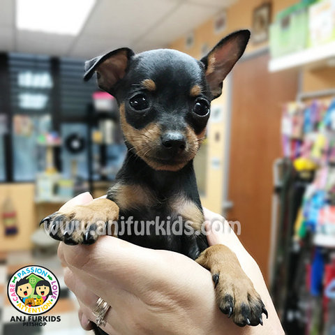 Adorable Female Mini Pinscher Puppy - Miniature Pinscher Dog