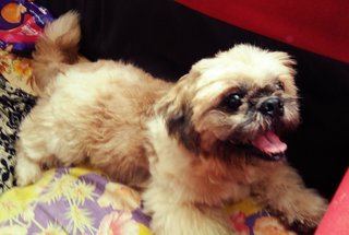 Fluffy - Shih Tzu Dog