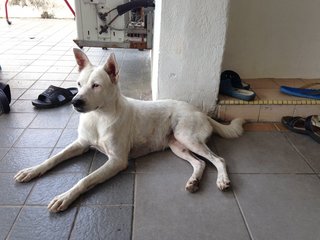 Doggie - Mixed Breed Dog