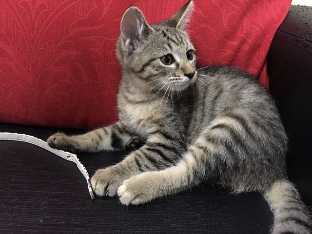 Adopted Choco And Latto - Domestic Short Hair + Domestic Long Hair Cat