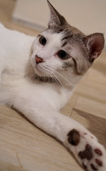 Husky - Domestic Short Hair Cat