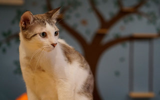 Husky - Domestic Short Hair Cat