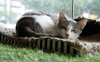 Misty - Domestic Short Hair Cat
