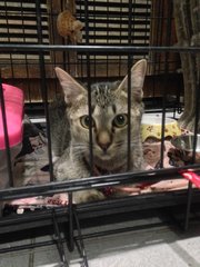 Xiang Xiang - Domestic Short Hair Cat