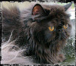Tara - Persian Cat